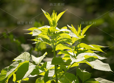 树上的绿叶