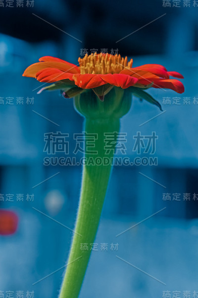 墨西哥向日葵，蓝莓，蓝莓，圆莓