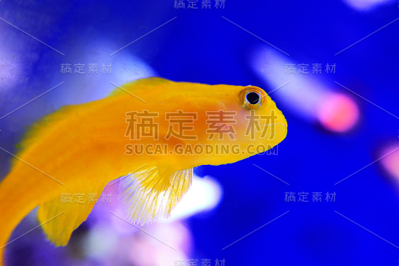 黄色小丑珊瑚虾虎鱼孤立在水族馆