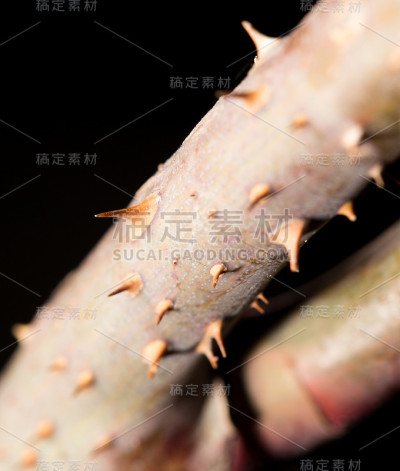 树枝上的刺。特写镜头