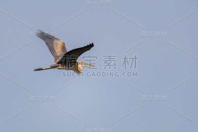 飞行中的紫鹭(Ardea purpurea)