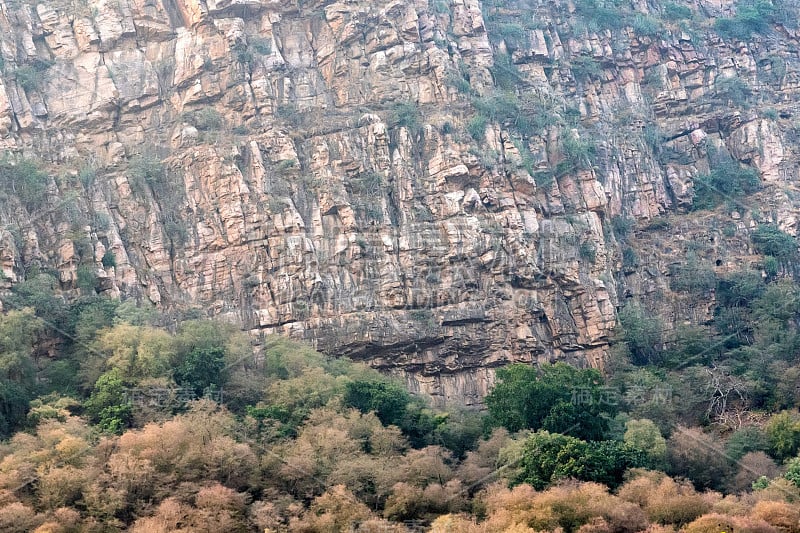 印度Ranthambore的风景。森林的观点