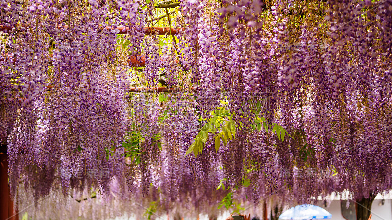 春花系列，紫藤花架