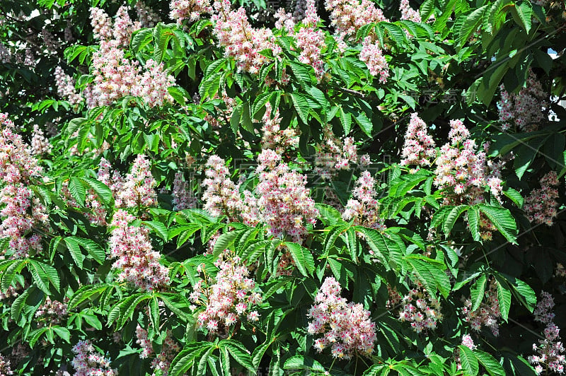 春天盛开的栗子花