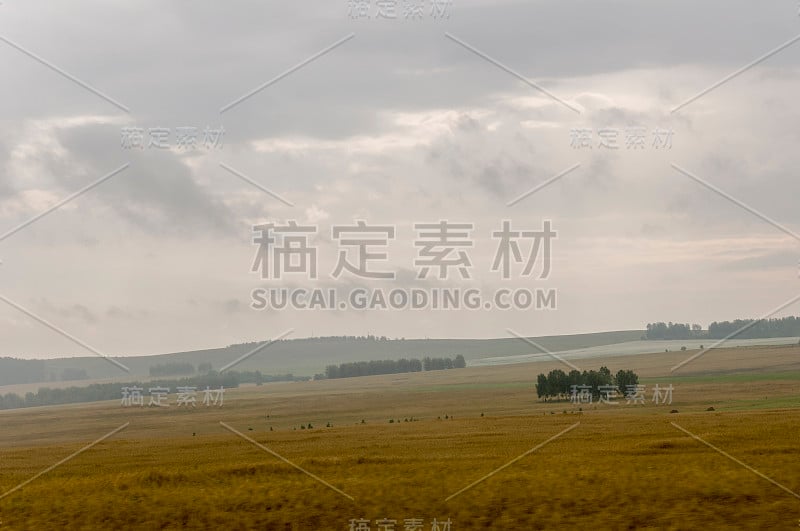 黄色的田野，远处的群山，深蓝和灰色的天空。种植面积。农业。清晨