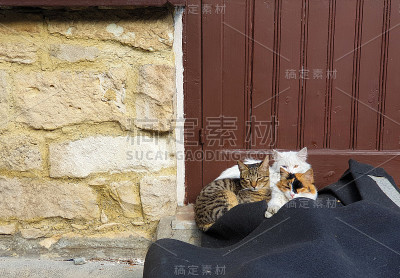 三只可爱的猫坐在传统房子的门口