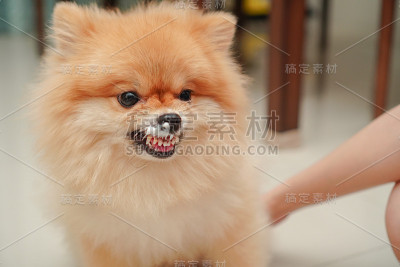 近距离看宠物，小狗品种博美犬，它站在家里的花岗岩地板上，牙膏弄脏了它的鼻子