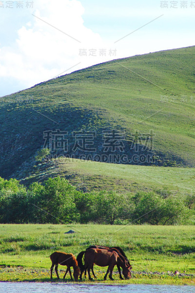 蒙古景观