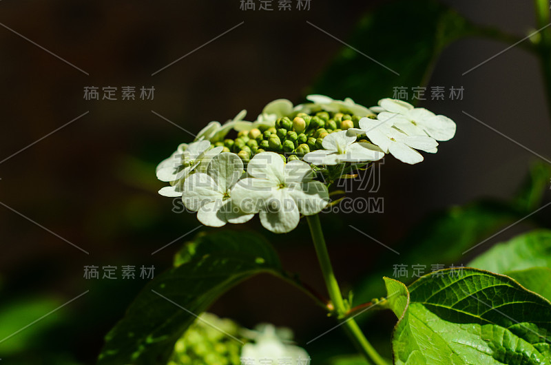 荚蒾在花园里开花