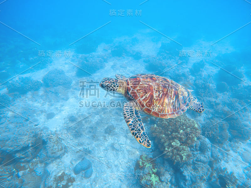 海龟在水里。海底有沙和植物。热带海岸，有稀有的海洋物种。