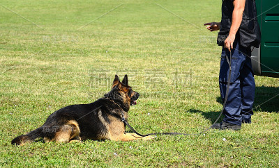K9警察和他的狗