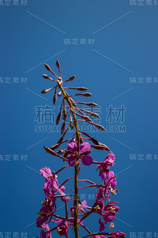 花蕾仰望天空-托菲诺，温哥华岛，BC省，加拿大