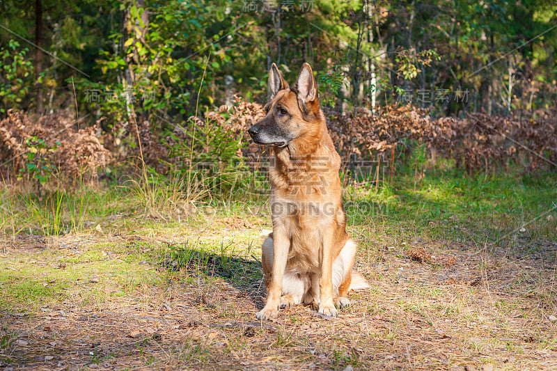 森林里的德国牧羊犬