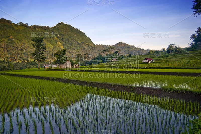 塞德门，巴厘岛稻田