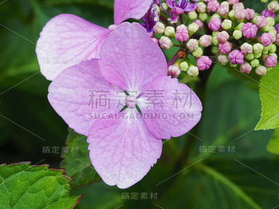 紫绣球花