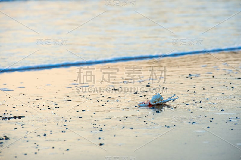 海滩上的贝壳景观