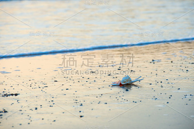 海滩上的贝壳景观