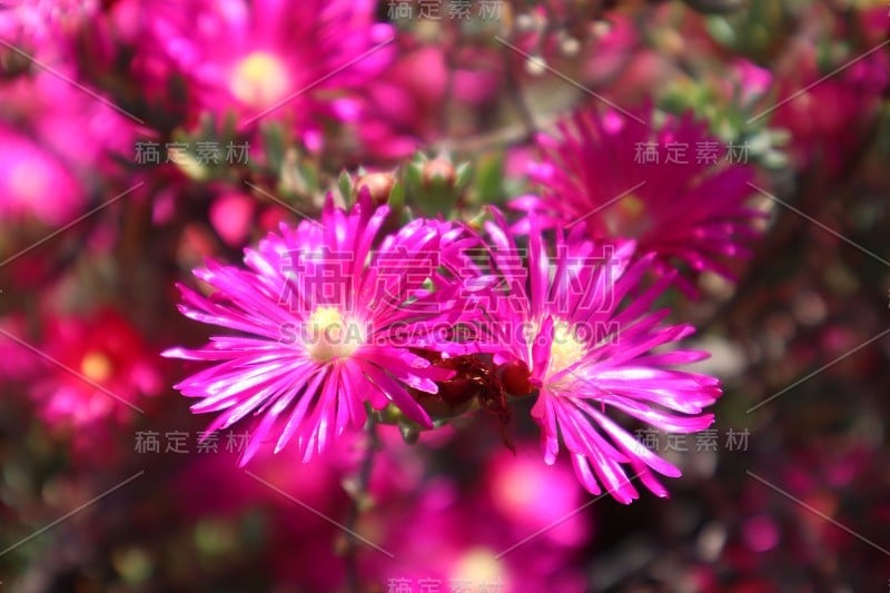 4/27/2018 Beautiful Pink Flowers