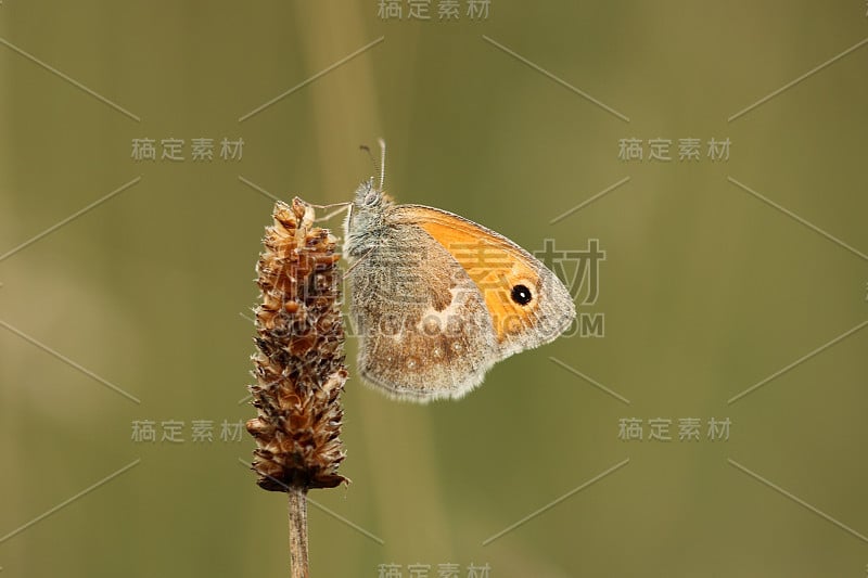 小蝴蝶干草