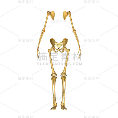 骨架
