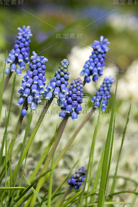 杏树开花植物，蓝色的春天球茎葡萄风信子花在花园里盛开