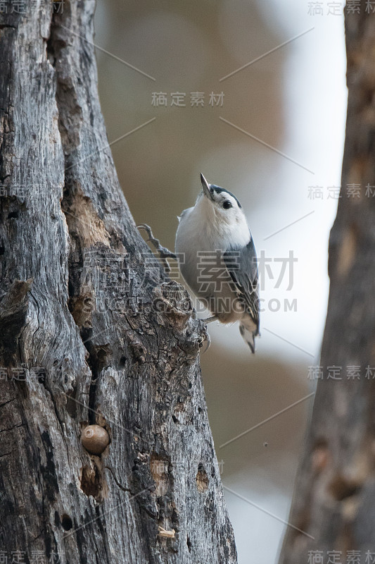 白胸五斗鸟爬树干寻找食物