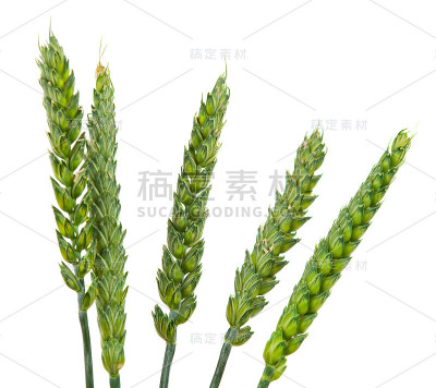 青麦穗分离