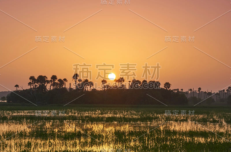 奥兰多湿地公园在一个充满活力的日出在美国佛罗里达中部