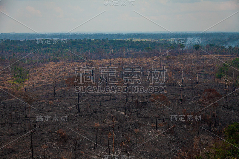 贾曼西姆国家森林内最近被烧毁和砍伐的地区。亚马逊雨林- Pará /巴西