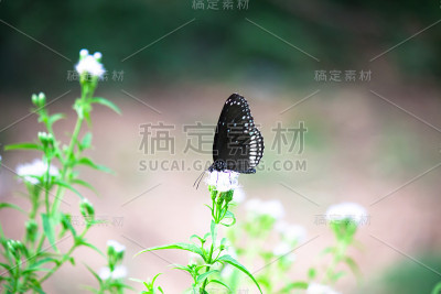 普通的乌鸦蝴蝶坐在花上喝花蜜