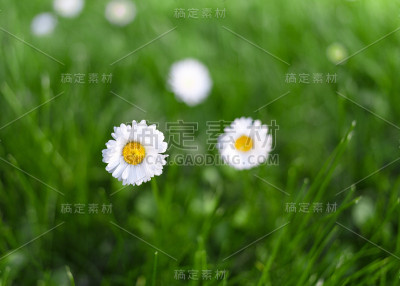 绿色草地上的雏菊花