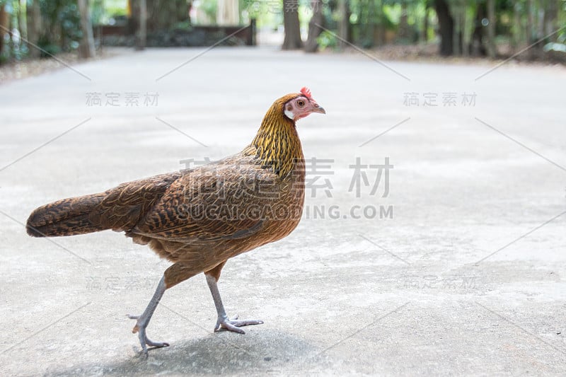 母鸡站在地上