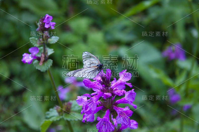 雨后盛开的绿色草地。带露珠的蝴蝶。