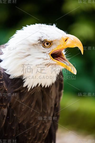 秃鹰的电话