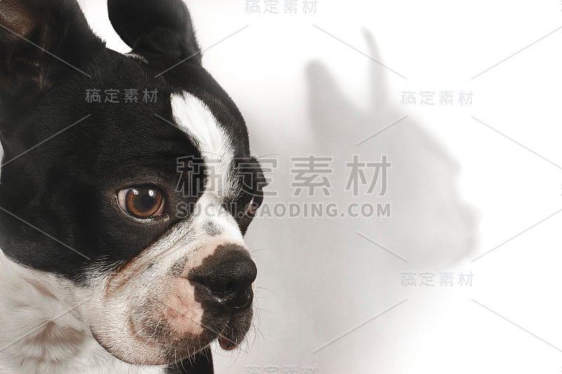 可爱的波士顿梗犬