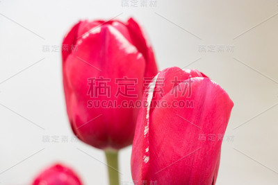 快开的冰郁金香