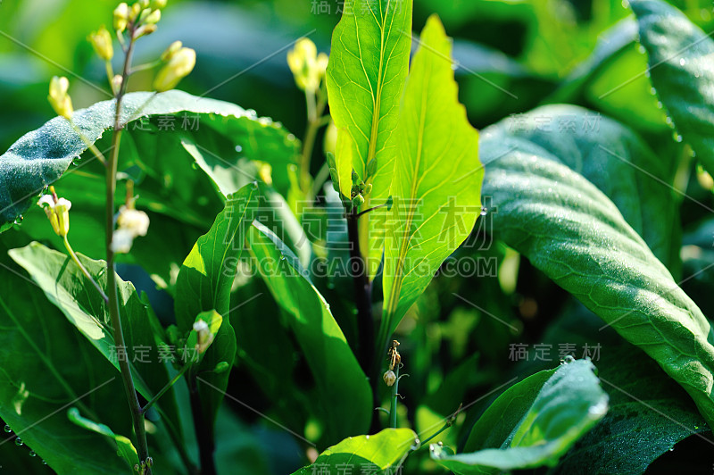 绿色的芥蓝植物生长在蔬菜园