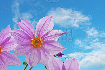 树大丽