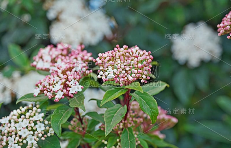 荚莲属的植物tinus