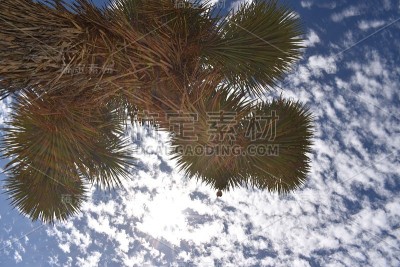 约书亚树的天空