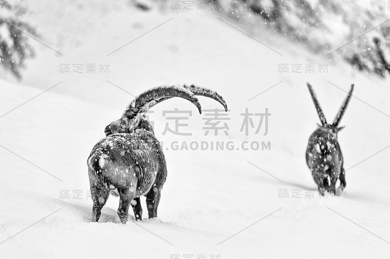 雪天下野山羊穿越阿尔卑斯山(卡普拉野山羊)