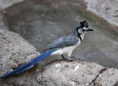 白喉喜鹊