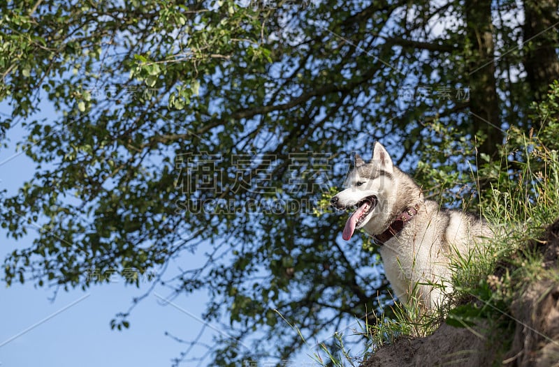 西伯利亚哈士奇犬在山坡边上。底部视图。