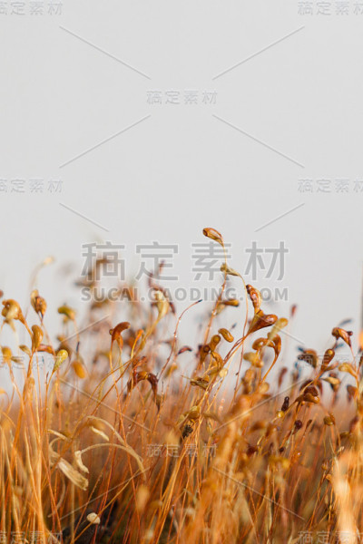 苔藓。