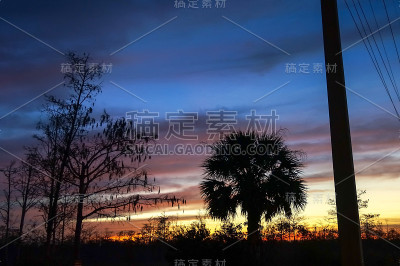日落时的棕榈树和电线