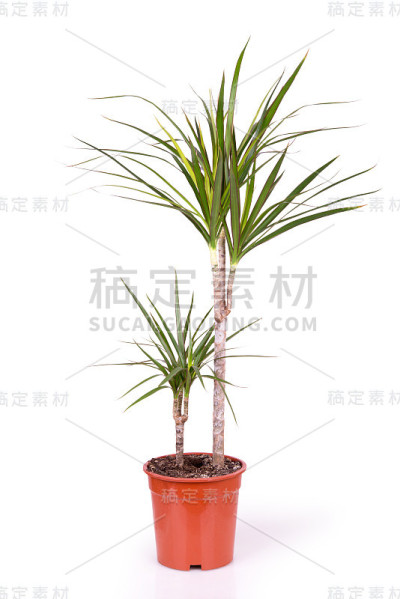 龙血兽在锅里