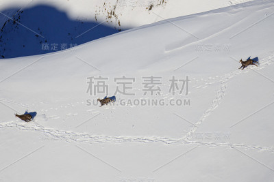 山羊的家庭