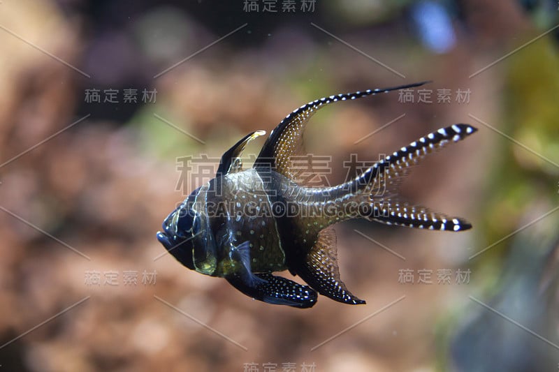 骄傲的鲤鱼(Pterapogon kauderni)。