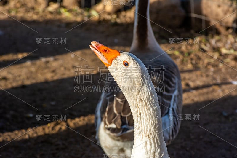 这是一只在农场喝水的白鸭子的特写