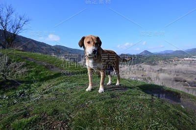 山上的母狗